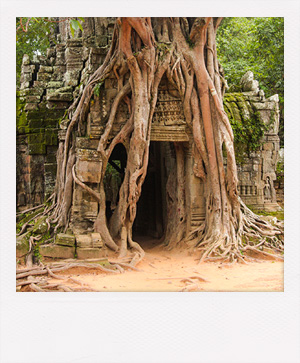 Temple Ta Prohm au Cambodge.