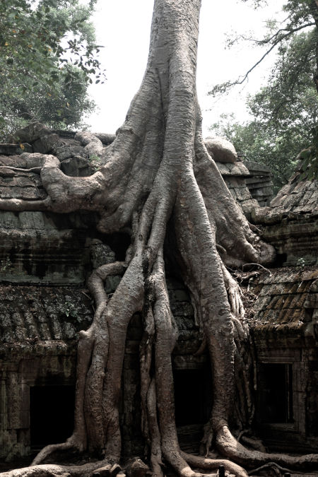 arbre sur temple.