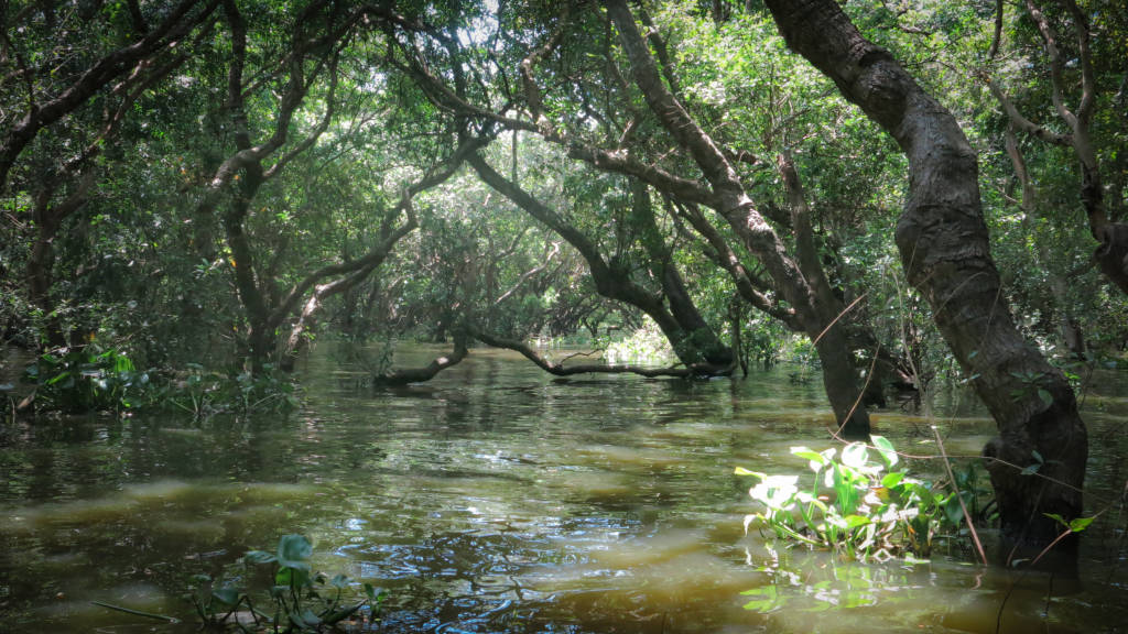 Jungle innondée au Cambodge.