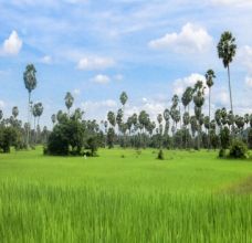 Articles et actualités au Cambodge.