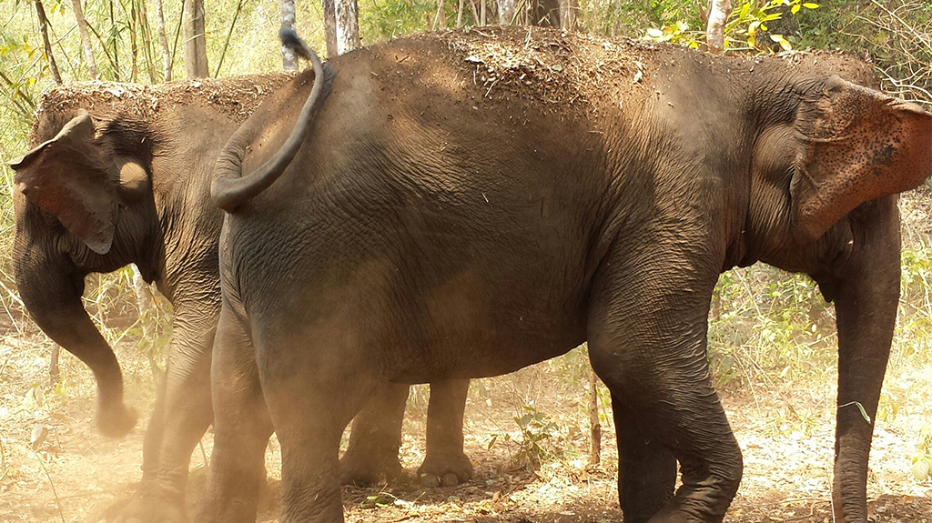 A la découverte de la faune du Cambodge