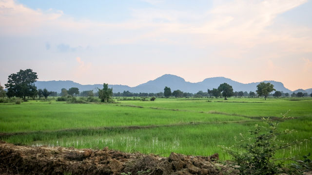 Rizières de Battambang au Cambodge.