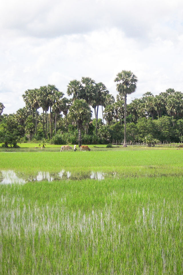 Rizières de Battambang au Cambodge.