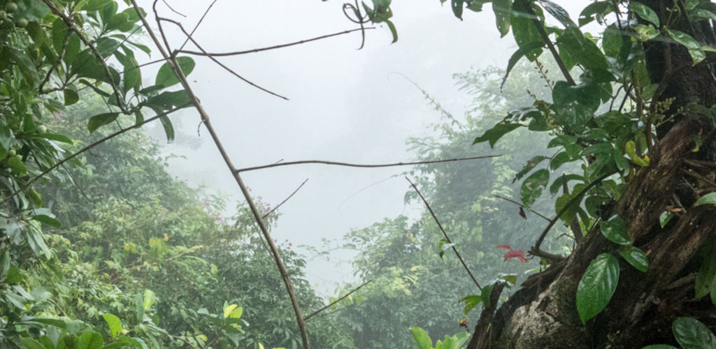 Jungle dans la chaîne des Cardamomes au Cambodge.