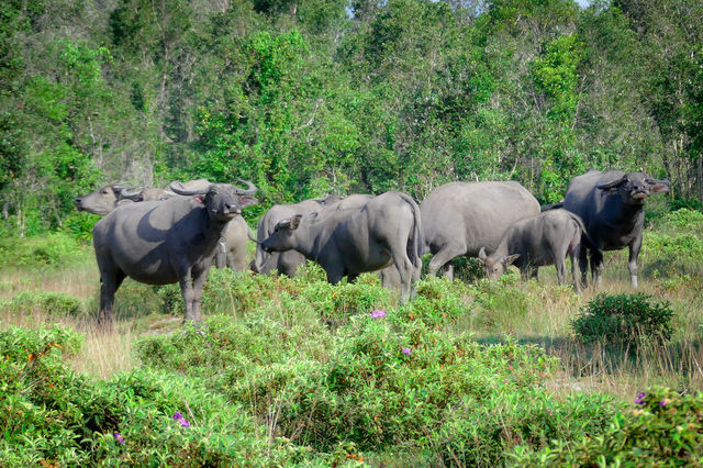 Troupeau de Buffles à Chi Phat au Cambodge.