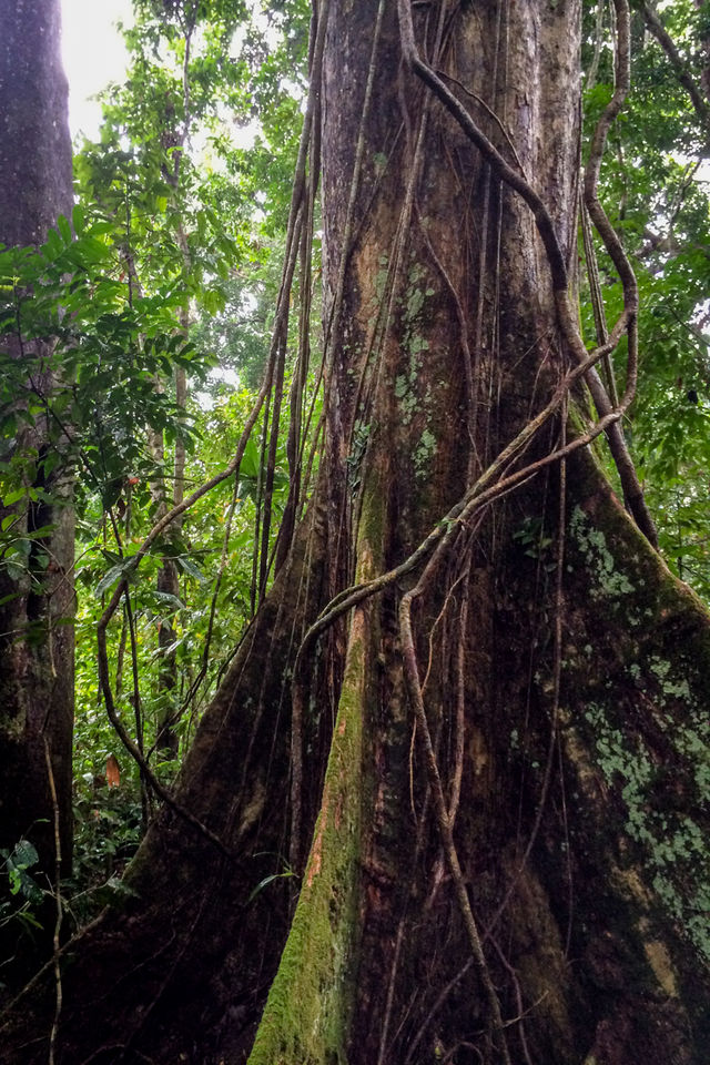 Jungle de Chi Phat au Cambodge.