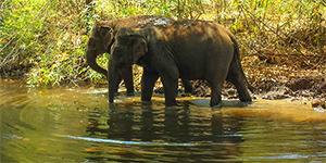 Le Nord Est - Cambodge