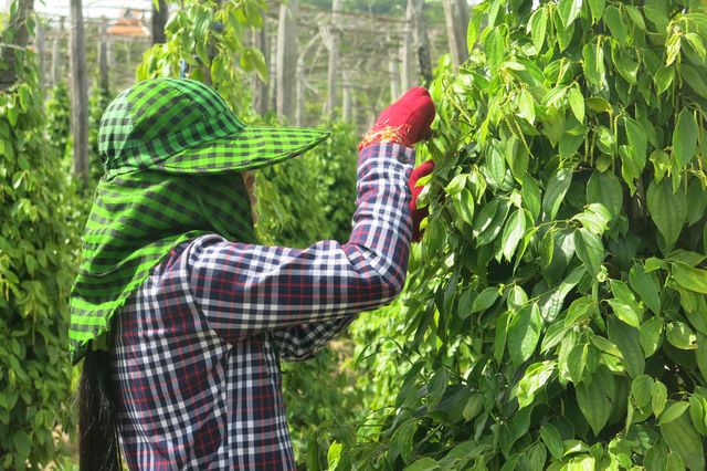 Cultivateur au Cambodge.