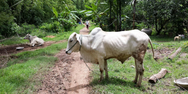 Bufle au Cambodge.