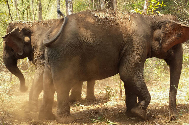 Eléphant à Mondolkiri au Cambodge.