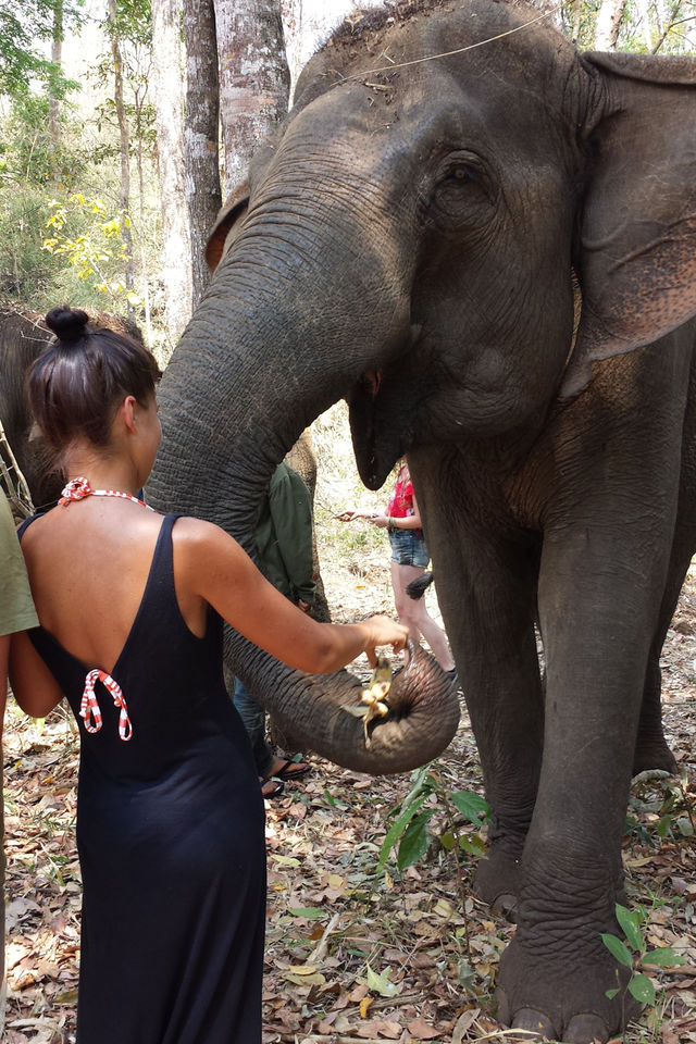 Eléphant à Mondolkiri au Cambodge.