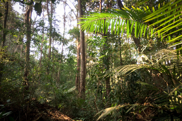 Jungle de la région de Mondolkiri au Cambodge.