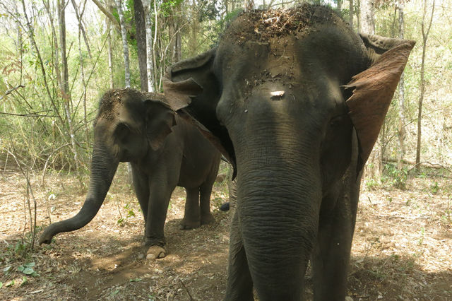 Eléphant à Mondolkiri au Cambodge.