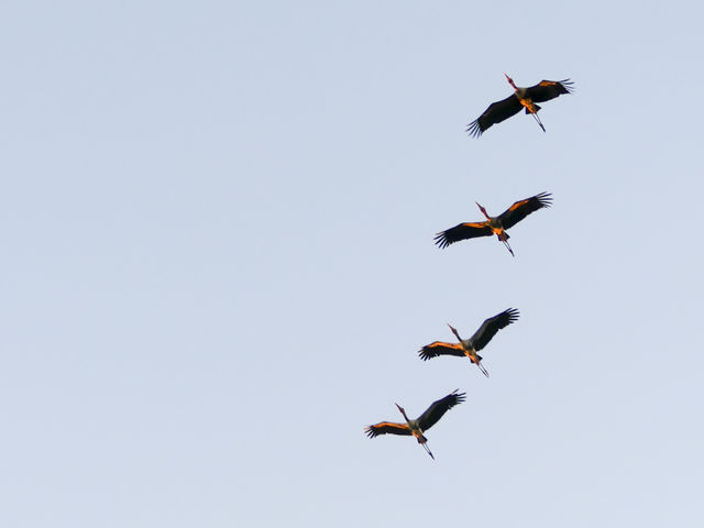 La réserve ornithologique de Tonlé Sap au Cambodge.