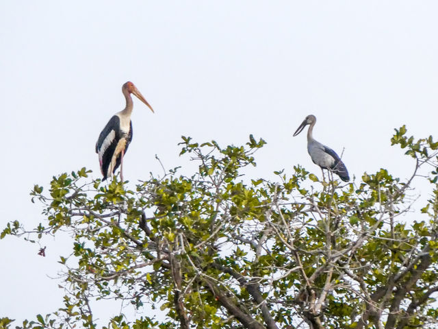 La réserve ornithologique de Tonlé Sap au Cambodge.