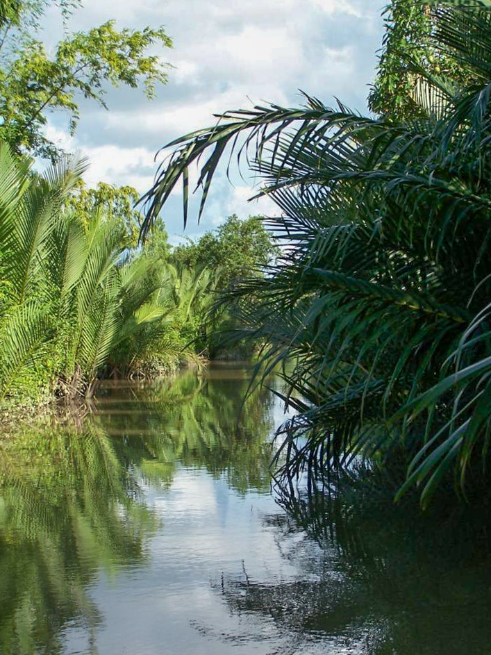 Végétation luxuriante Kampot